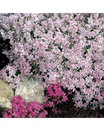 Флокс шилоподібний Кенді Страйпс | Phlox subulata Candy Stripes | Флокс шиловидный Кенди Страйпс