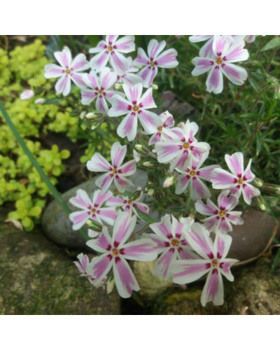 Флокс шилоподібний Кенді Страйпс | Phlox subulata Candy Stripes | Флокс шиловидный Кенди Страйпс