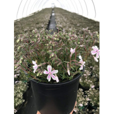 Флокс шилоподібний Кенді Страйпс | Phlox subulata Candy Stripes | Флокс шиловидный Кенди Страйпс