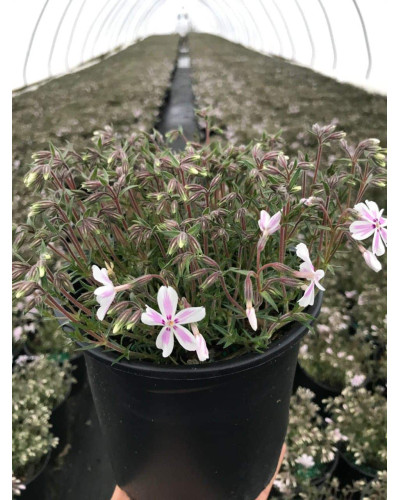 Флокс шилоподібний Кенді Страйпс | Phlox subulata Candy Stripes | Флокс шиловидный Кенди Страйпс