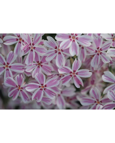 Флокс шилоподібний Кенді Страйпс | Phlox subulata Candy Stripes | Флокс шиловидный Кенди Страйпс