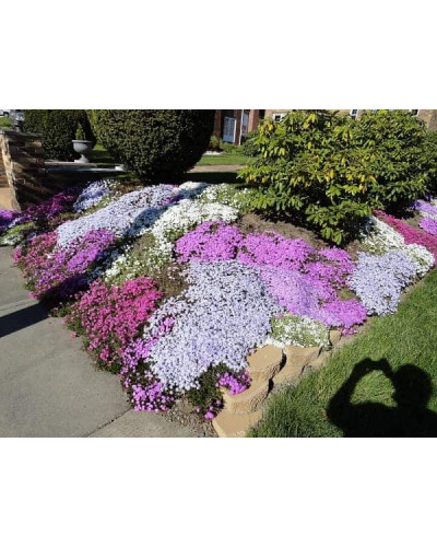Флокс шилоподібний Кенді Страйпс | Phlox subulata Candy Stripes | Флокс шиловидный Кенди Страйпс