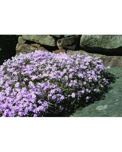 Флокс шилоподібний Кенді Страйпс | Phlox subulata Candy Stripes | Флокс шиловидный Кенди Страйпс