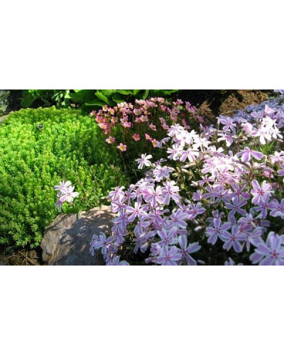 Флокс шилоподібний Кенді Страйпс | Phlox subulata Candy Stripes | Флокс шиловидный Кенди Страйпс