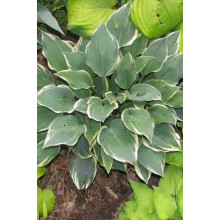 Хоста гібридна Шентіллі Лейс | Хоста гибридная Шэнтилли Лэйс | Hosta hybrida Chantilly Lace