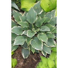 Хоста гібридна Шентіллі Лейс | Хоста гибридная Шэнтилли Лэйс | Hosta hybrida Chantilly Lace