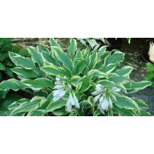 Хоста гібридна Шентіллі Лейс | Хоста гибридная Шэнтилли Лэйс | Hosta hybrida Chantilly Lace