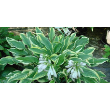 Хоста гібридна Шентіллі Лейс | Хоста гибридная Шэнтилли Лэйс | Hosta hybrida Chantilly Lace