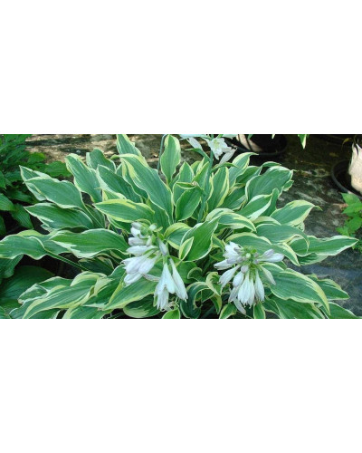 Хоста гібридна Шентіллі Лейс | Хоста гибридная Шэнтилли Лэйс | Hosta hybrida Chantilly Lace