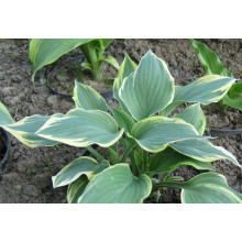 Хоста гібридна Шентіллі Лейс | Хоста гибридная Шэнтилли Лэйс | Hosta hybrida Chantilly Lace