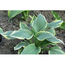 Хоста гібридна Шентіллі Лейс | Хоста гибридная Шэнтилли Лэйс | Hosta hybrida Chantilly Lace