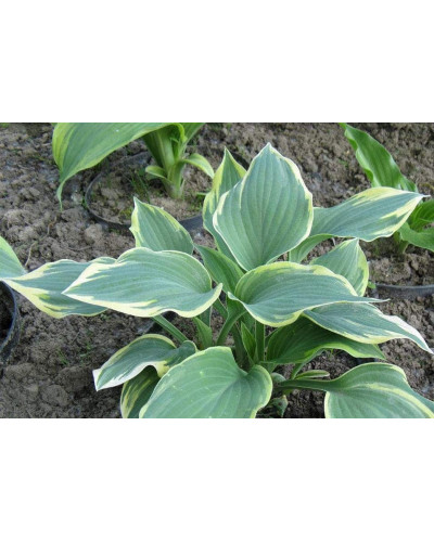 Хоста гібридна Шентіллі Лейс | Хоста гибридная Шэнтилли Лэйс | Hosta hybrida Chantilly Lace