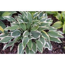 Хоста гібридна Шентіллі Лейс | Хоста гибридная Шэнтилли Лэйс | Hosta hybrida Chantilly Lace