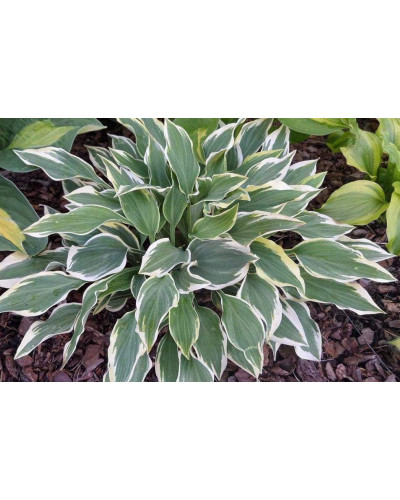 Хоста гібридна Шентіллі Лейс | Хоста гибридная Шэнтилли Лэйс | Hosta hybrida Chantilly Lace