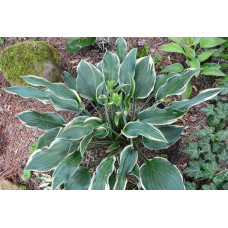 Хоста гібридна Шентіллі Лейс | Хоста гибридная Шэнтилли Лэйс | Hosta hybrida Chantilly Lace