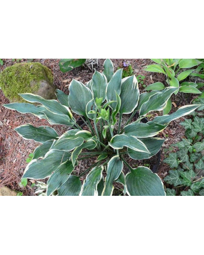 Хоста гібридна Шентіллі Лейс | Хоста гибридная Шэнтилли Лэйс | Hosta hybrida Chantilly Lace