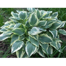 Хоста гібридна Шентіллі Лейс | Хоста гибридная Шэнтилли Лэйс | Hosta hybrida Chantilly Lace