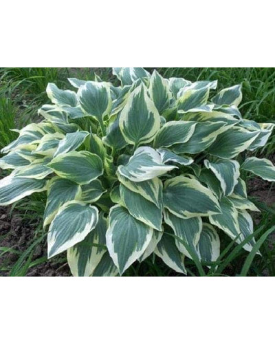 Хоста гібридна Шентіллі Лейс | Хоста гибридная Шэнтилли Лэйс | Hosta hybrida Chantilly Lace