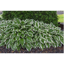 Хоста гібридна Шентіллі Лейс | Хоста гибридная Шэнтилли Лэйс | Hosta hybrida Chantilly Lace