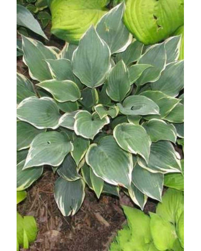Хоста Ледінг Леді | Hosta Leading Lady | Хоста Лединг Леди