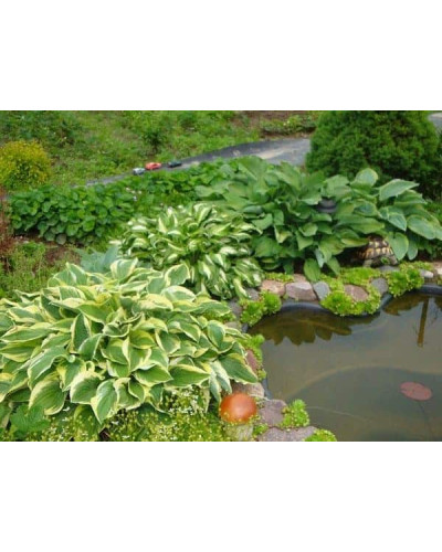 Хоста Ледінг Леді | Hosta Leading Lady | Хоста Лединг Леди
