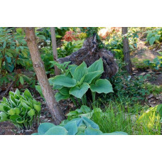 Хоста Ледінг Леді | Hosta Leading Lady | Хоста Лединг Леди