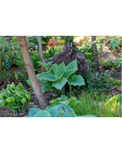 Хоста Ледінг Леді | Hosta Leading Lady | Хоста Лединг Леди