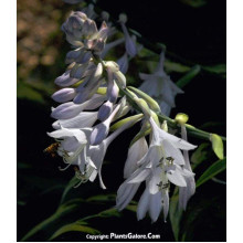 Хоста Ледінг Леді | Hosta Leading Lady | Хоста Лединг Леди
