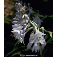 Хоста Ледінг Леді | Hosta Leading Lady | Хоста Лединг Леди