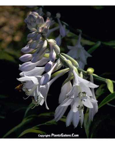 Хоста Ледінг Леді | Hosta Leading Lady | Хоста Лединг Леди