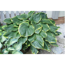 Хоста Ледінг Леді | Hosta Leading Lady | Хоста Лединг Леди