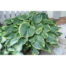 Хоста Ледінг Леді | Hosta Leading Lady | Хоста Лединг Леди