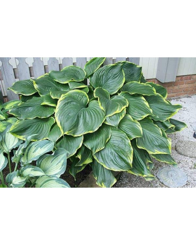 Хоста Ледінг Леді | Hosta Leading Lady | Хоста Лединг Леди