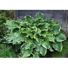 Хоста Ледінг Леді | Hosta Leading Lady | Хоста Лединг Леди