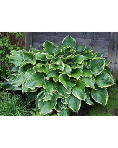 Хоста Ледінг Леді | Hosta Leading Lady | Хоста Лединг Леди