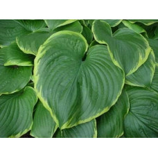 Хоста Ледінг Леді | Hosta Leading Lady | Хоста Лединг Леди