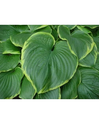 Хоста Ледінг Леді | Hosta Leading Lady | Хоста Лединг Леди