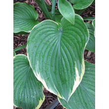 Хоста Ледінг Леді | Hosta Leading Lady | Хоста Лединг Леди