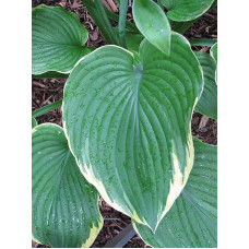 Хоста Ледінг Леді | Hosta Leading Lady | Хоста Лединг Леди