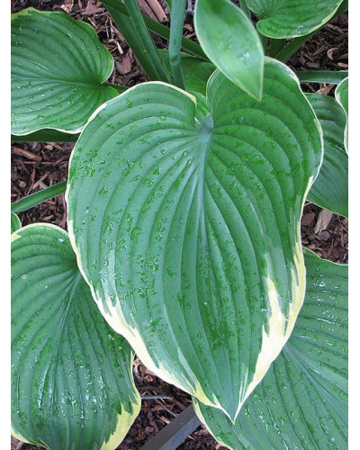 Хоста Ледінг Леді | Hosta Leading Lady | Хоста Лединг Леди