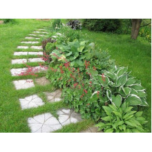 Хоста Ледінг Леді | Hosta Leading Lady | Хоста Лединг Леди