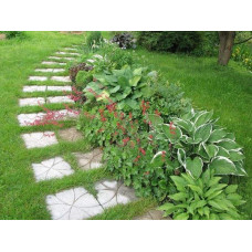 Хоста Ледінг Леді | Hosta Leading Lady | Хоста Лединг Леди