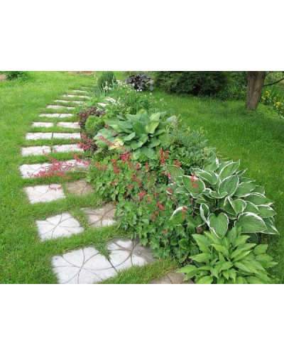 Хоста Ледінг Леді | Hosta Leading Lady | Хоста Лединг Леди