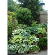 Хоста Ледінг Леді | Hosta Leading Lady | Хоста Лединг Леди