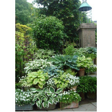 Хоста Ледінг Леді | Hosta Leading Lady | Хоста Лединг Леди