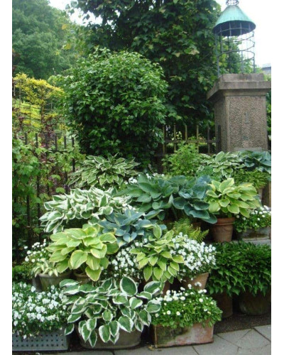 Хоста Ледінг Леді | Hosta Leading Lady | Хоста Лединг Леди