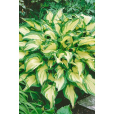 Хоста форчуна Альбопікта | Хоста форчуна Альбопикта | Hosta fortunei Albopicta