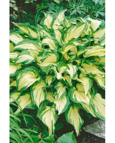 Хоста форчуна Альбопікта | Хоста форчуна Альбопикта | Hosta fortunei Albopicta