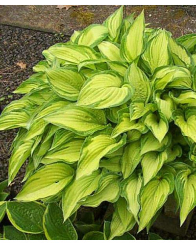 Хоста форчуна Альбопікта | Хоста форчуна Альбопикта | Hosta fortunei Albopicta
