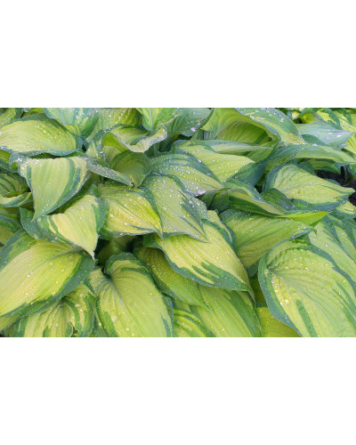 Хоста форчуна Альбопікта | Хоста форчуна Альбопикта | Hosta fortunei Albopicta